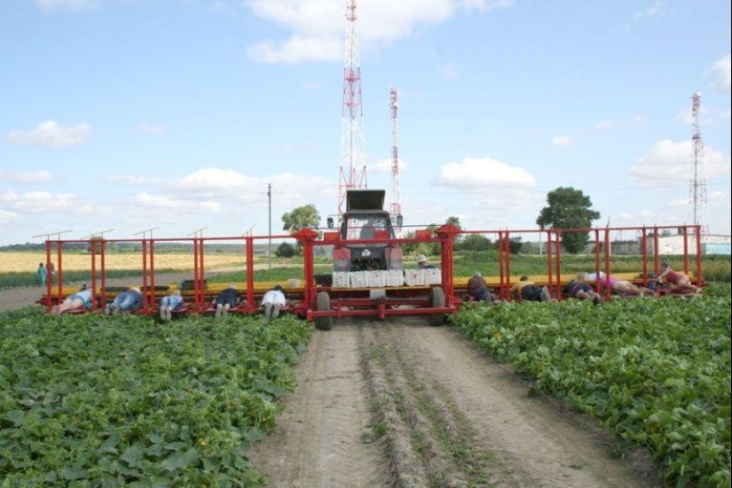 Harvesting cucumbers in Belarusian Harvesting cucumbers in Belarusian