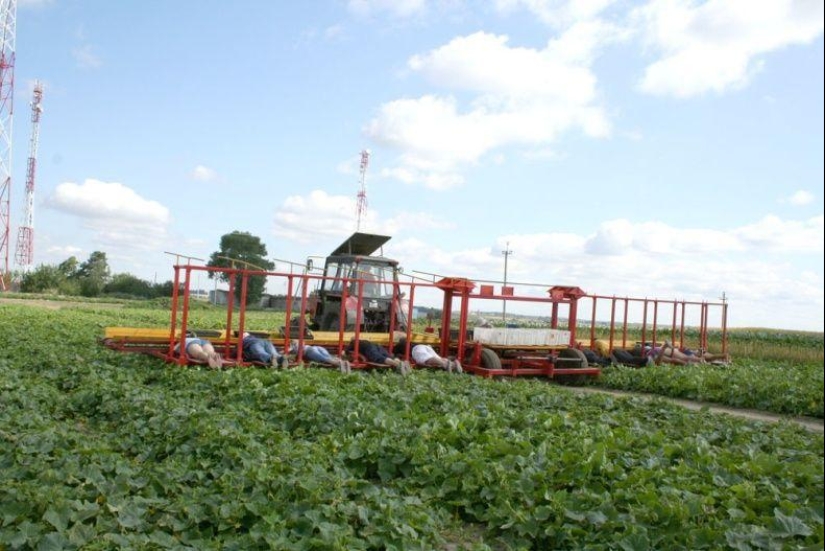 Harvesting cucumbers in Belarusian Harvesting cucumbers in Belarusian