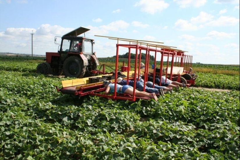 Harvesting cucumbers in Belarusian Harvesting cucumbers in Belarusian