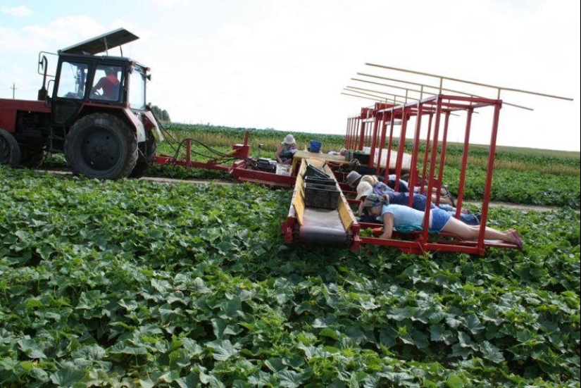 Harvesting cucumbers in Belarusian Harvesting cucumbers in Belarusian