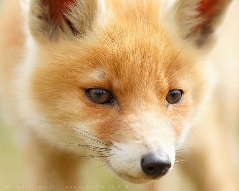 Heartbreaking photos of adorable fox cubs Heartbreaking photos of adorable fox cubs
