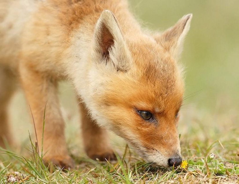 Heartbreaking photos of adorable fox cubs Heartbreaking photos of adorable fox cubs