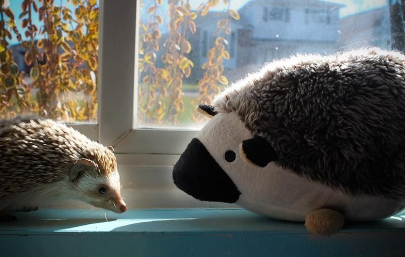 Hedgehogs are real and not