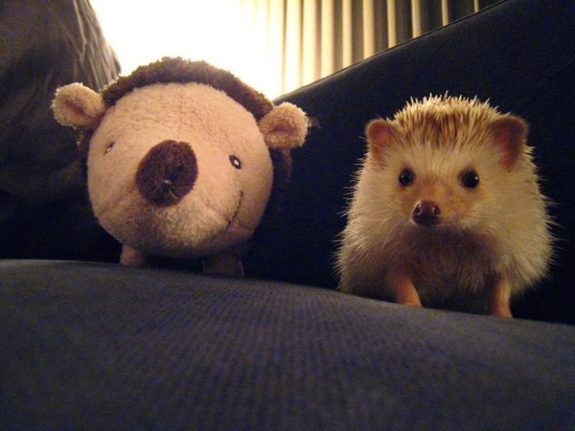 Hedgehogs are real and not