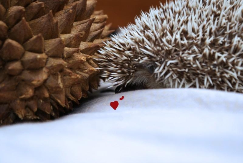 Hedgehogs are real and not