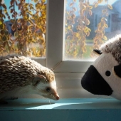 Hedgehogs are real and not