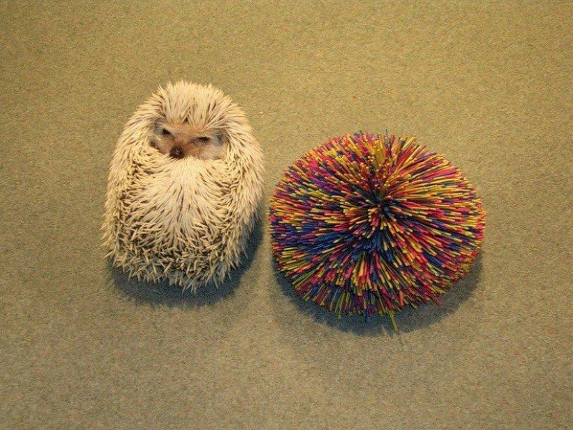 Hedgehogs are real and not