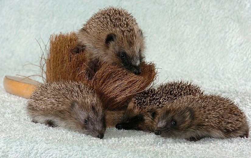 Hedgehogs are real and not