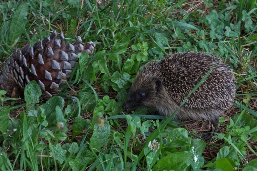 Hedgehogs are real and not