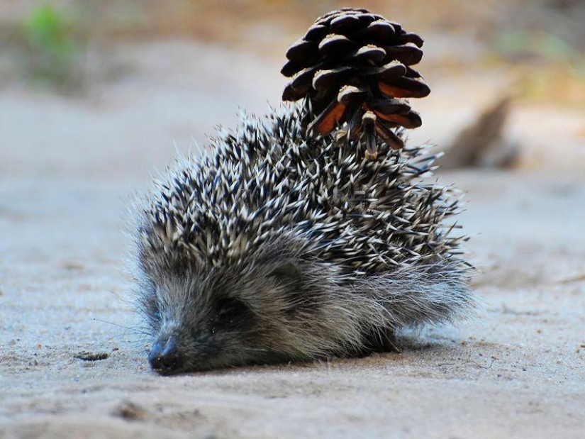 Hedgehogs are real and not