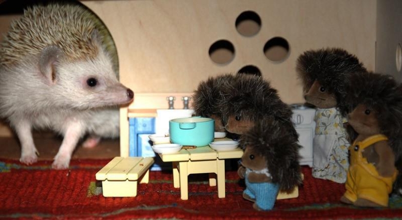 Hedgehogs are real and not