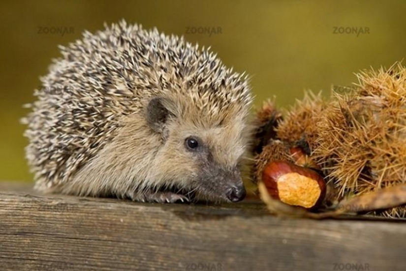 Hedgehogs are real and not