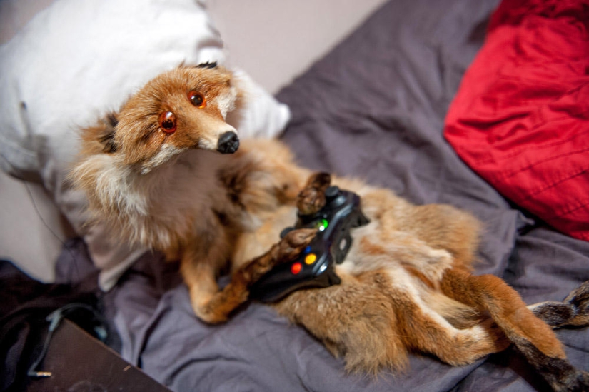 Hello Animal Defenders - Fox Hello Animal Defenders - Fox