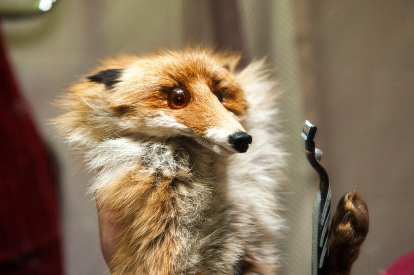 Hello Animal Defenders - Fox Hello Animal Defenders - Fox