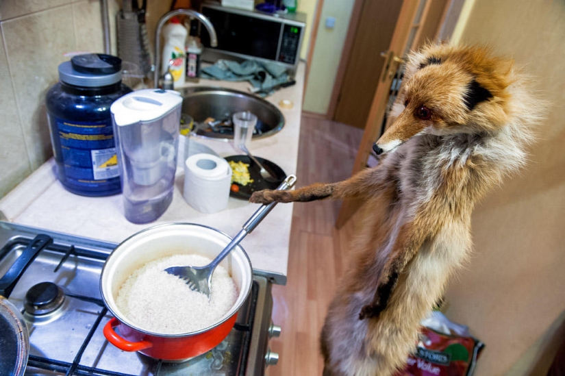 Hello Animal Defenders - Fox Hello Animal Defenders - Fox