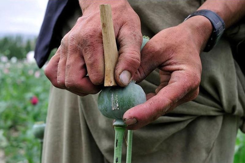 heroin state heroin state