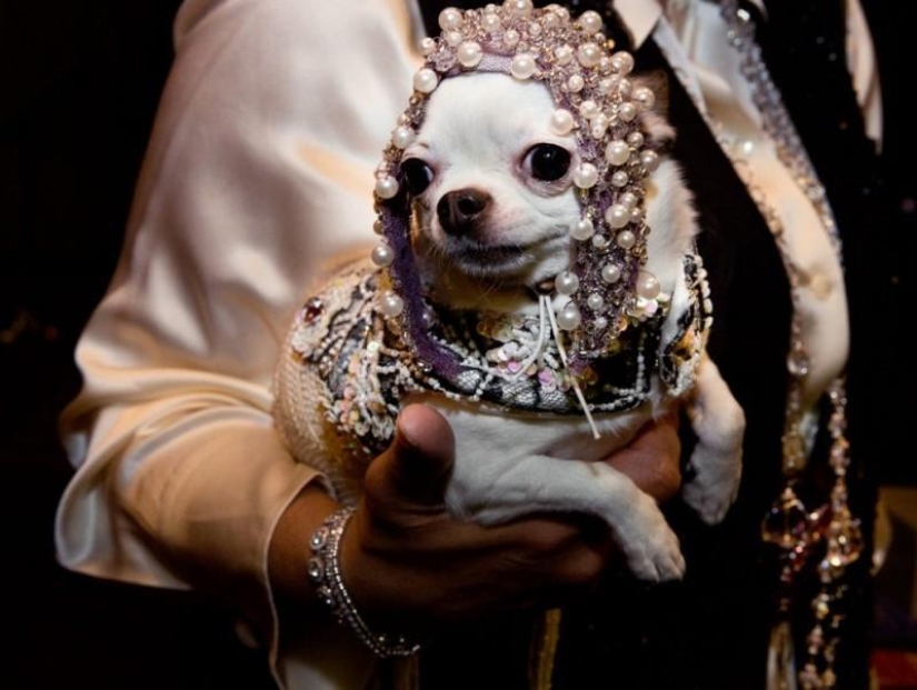 High fashion for dogs