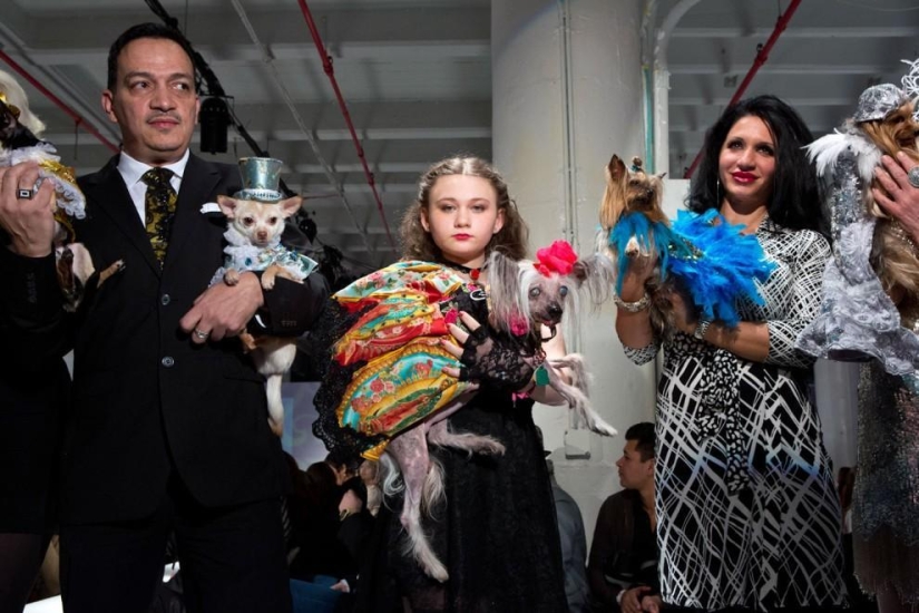 High fashion for dogs