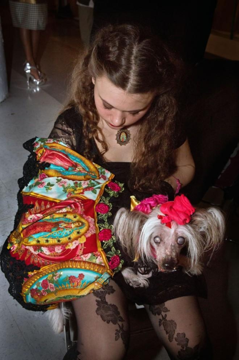 High fashion for dogs