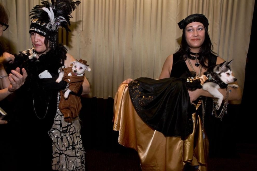 High fashion for dogs