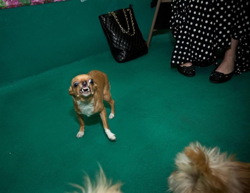 High fashion for dogs