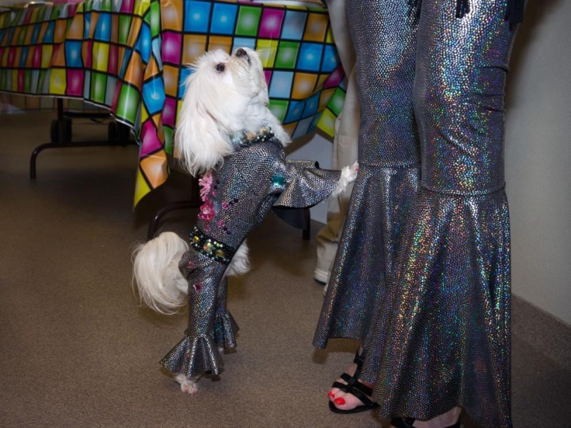 High fashion for dogs