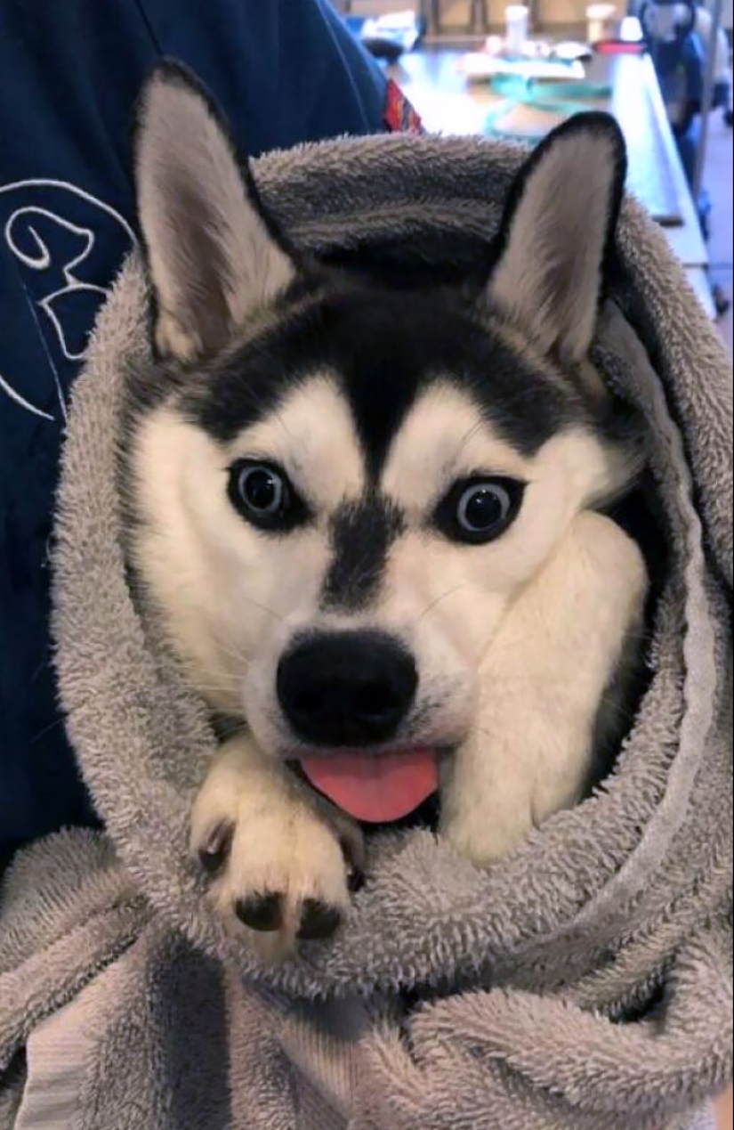 Hilarious And Wholesome Moments That Vets Have Experienced At Work Hilarious And Wholesome Moments That Vets Have Experienced At Work