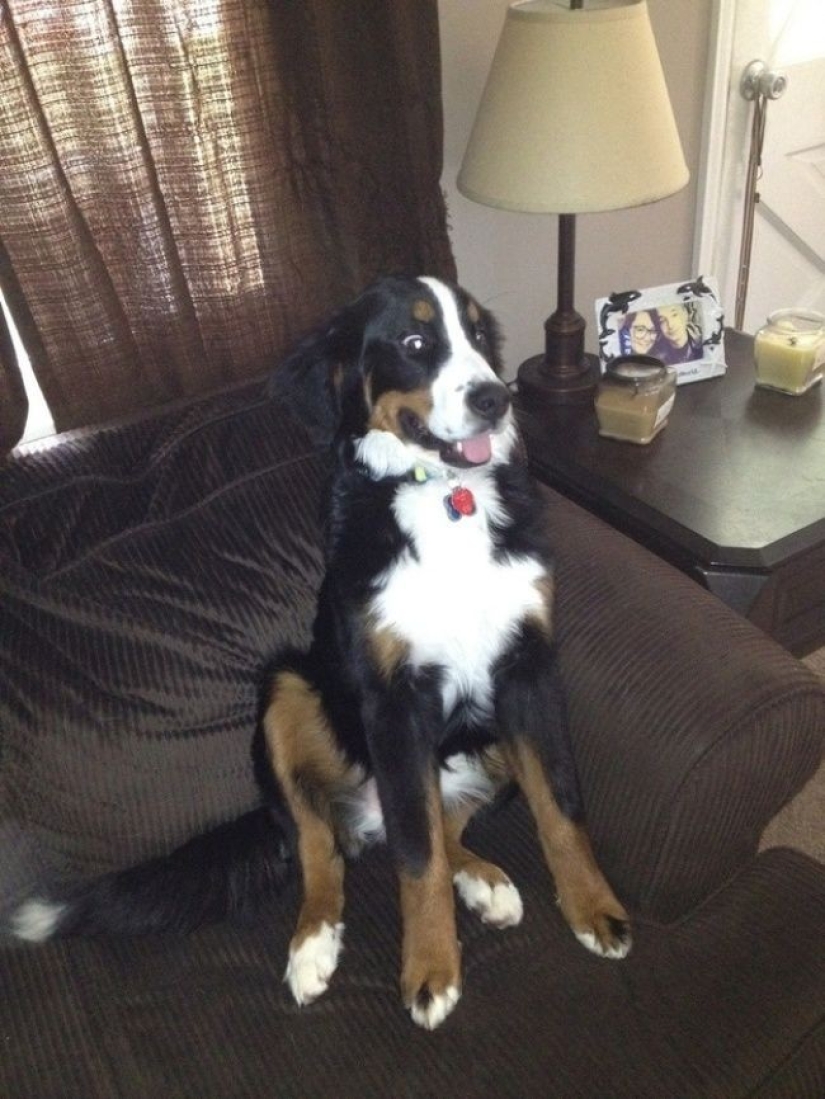 Hilarious dogs are shocked by what is happening