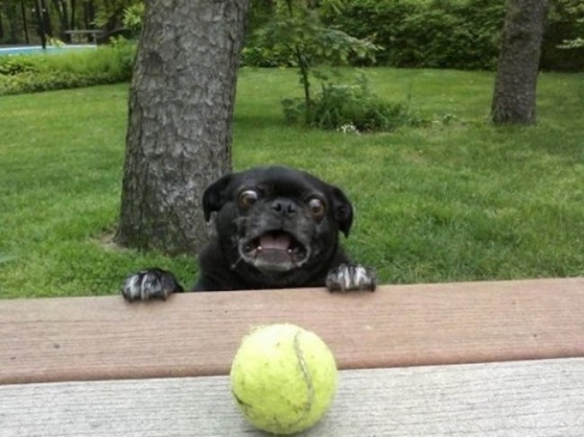 Hilarious dogs are shocked by what is happening
