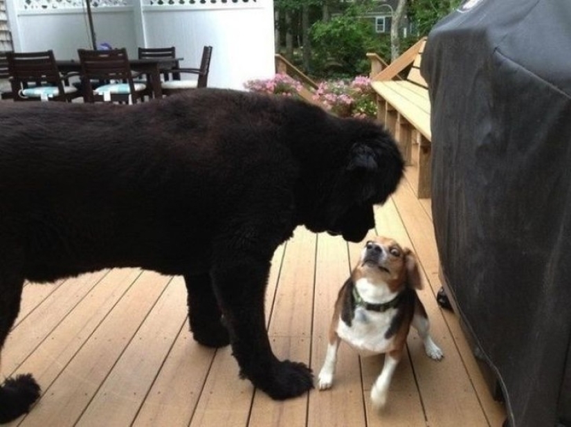 Hilarious dogs are shocked by what is happening