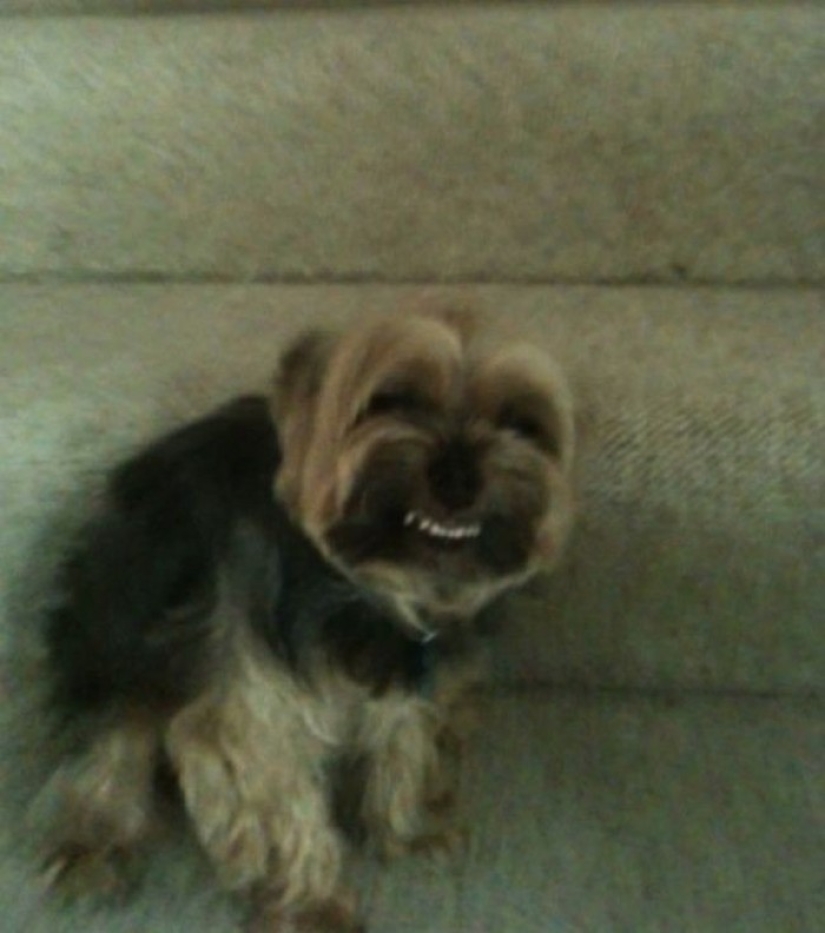 Hilarious dogs are shocked by what is happening