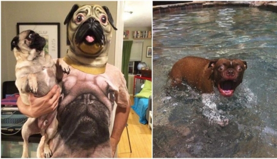 Hilarious dogs are shocked by what is happening