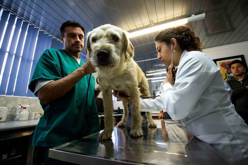 Historia del perro ganador de una carrera de aventuras