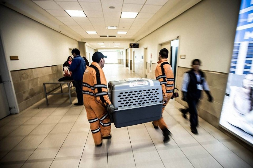 Historia del perro ganador de una carrera de aventuras