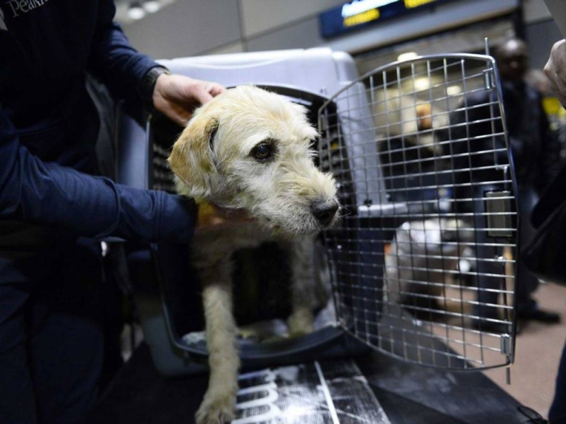 Historia del perro ganador de una carrera de aventuras