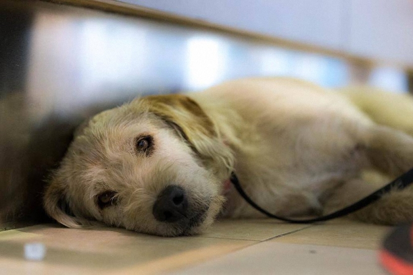 Historia del perro ganador de una carrera de aventuras