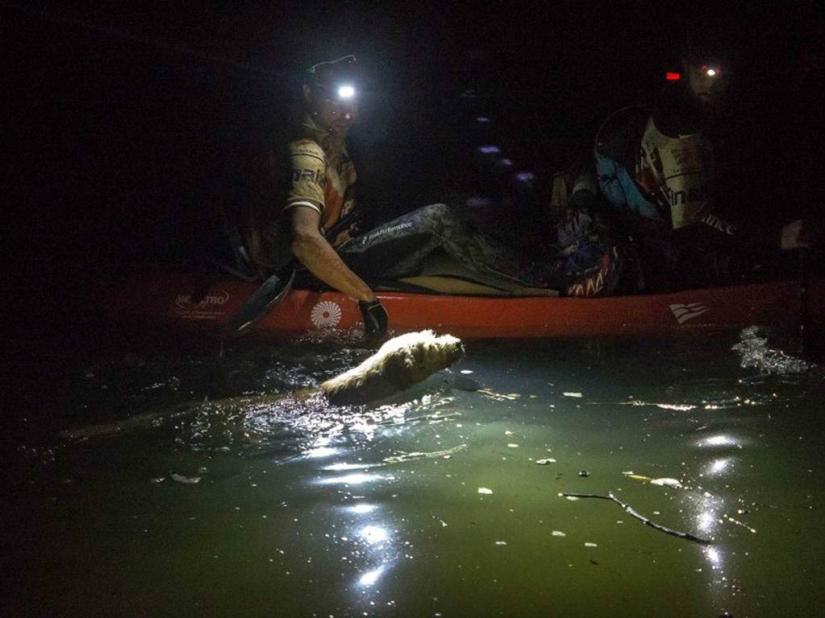 Historia del perro ganador de una carrera de aventuras