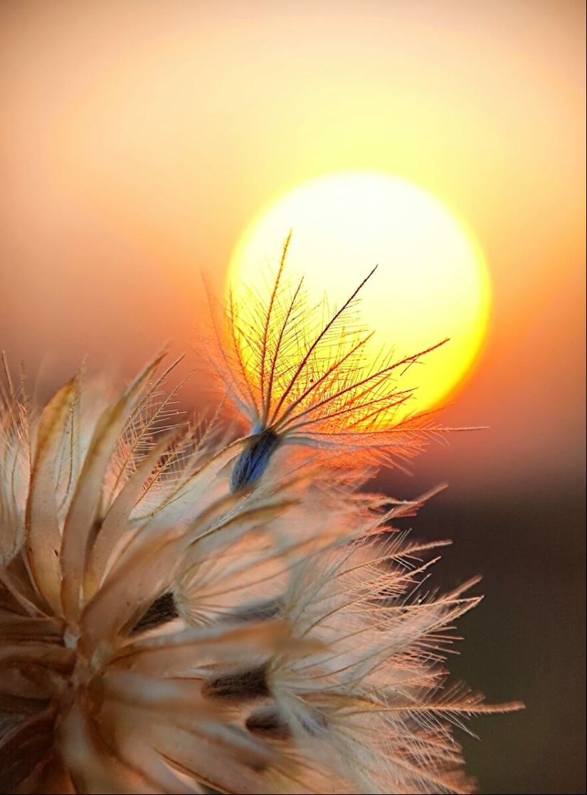 Historias de puestas de sol: 17 fotografías de siluetas de personas, plantas e insectos tomadas por este fotógrafo