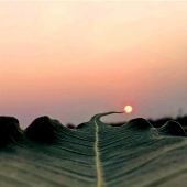 Historias de puestas de sol: 17 fotografías de siluetas de personas, plantas e insectos tomadas por este fotógrafo