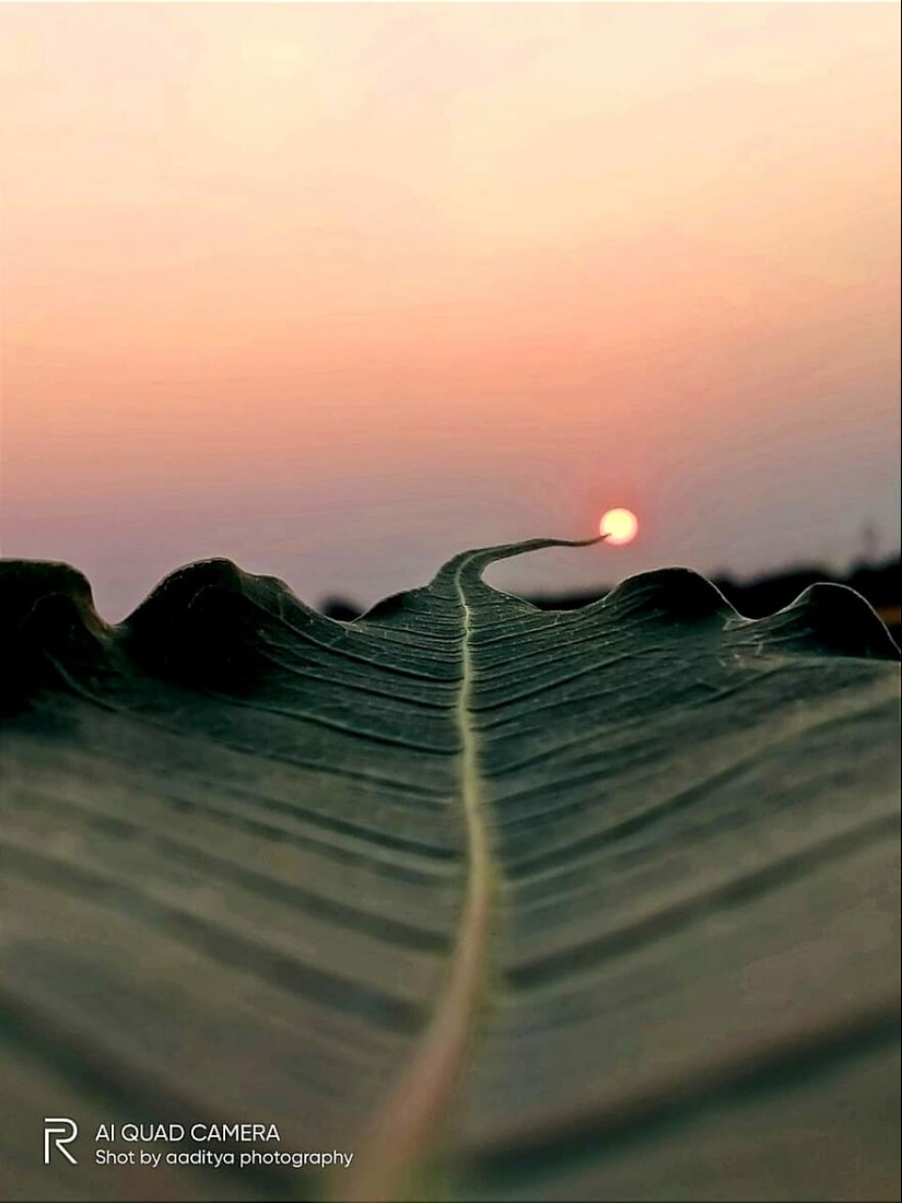 Historias de puestas de sol: 17 fotografías de siluetas de personas, plantas e insectos tomadas por este fotógrafo
