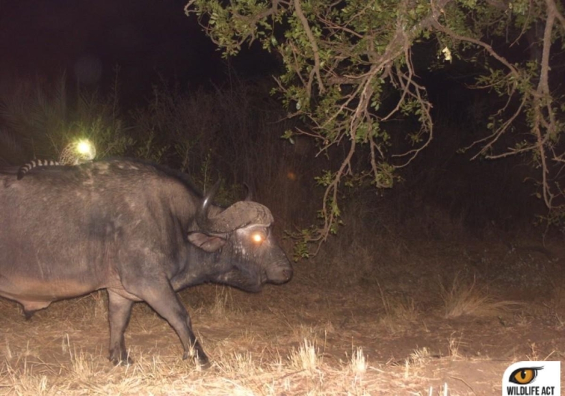 Hitchhiking in the animal world. Unique footage!