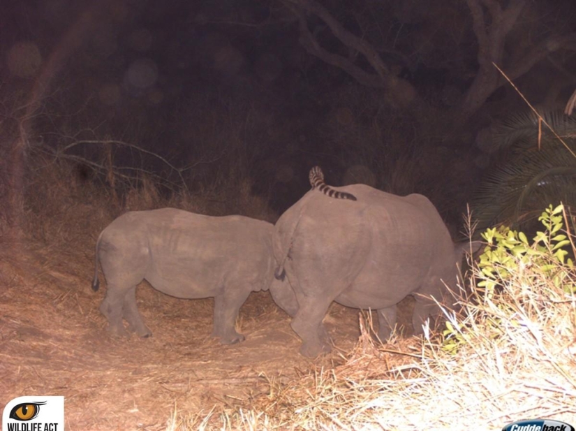 Hitchhiking in the animal world. Unique footage!