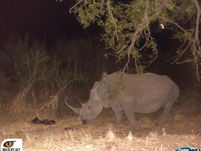 Hitchhiking in the animal world. Unique footage!