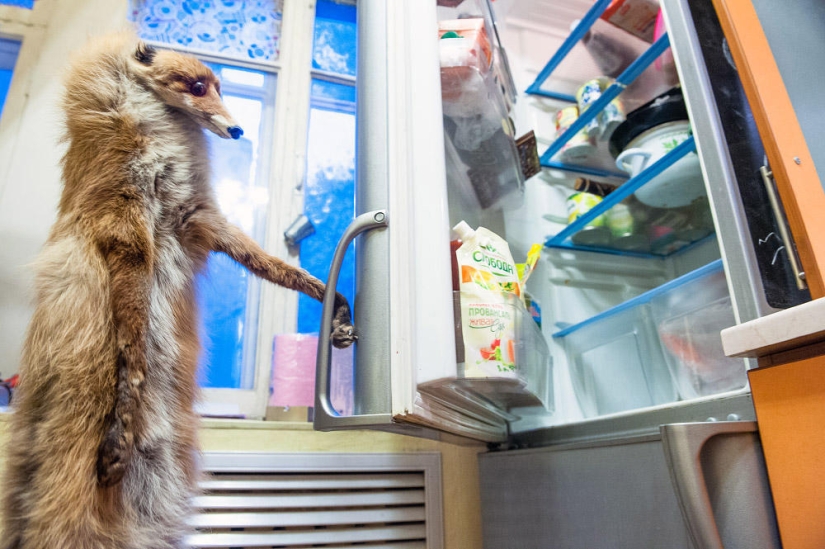 Hola Animal Defenders - Zorro Hola Animal Defenders - Zorro