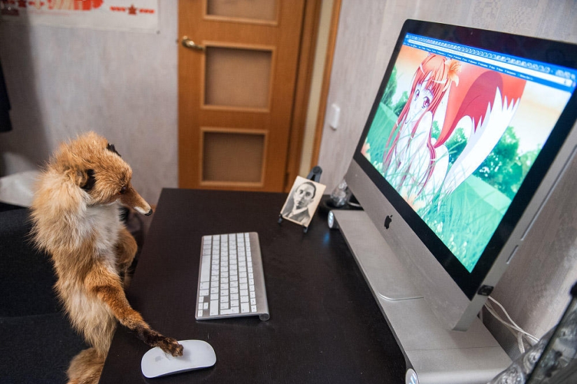 Hola Animal Defenders - Zorro Hola Animal Defenders - Zorro