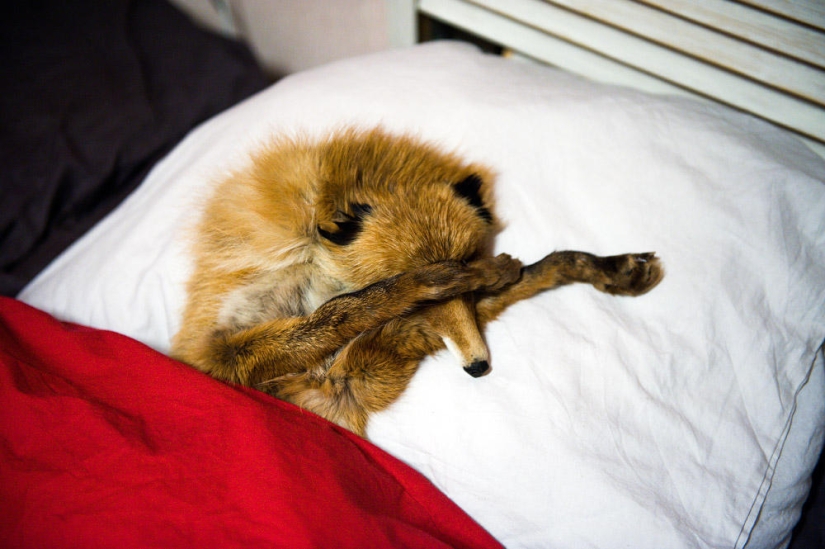 Hola Animal Defenders - Zorro Hola Animal Defenders - Zorro