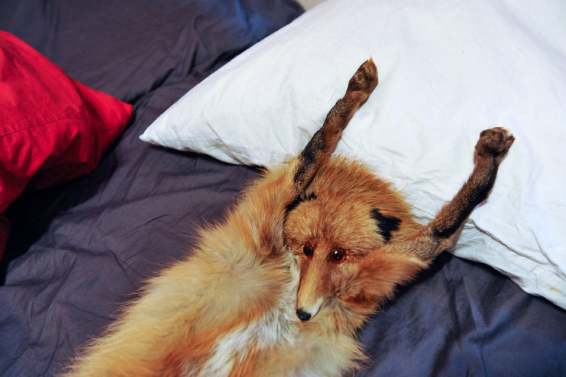 Hola Animal Defenders - Zorro Hola Animal Defenders - Zorro