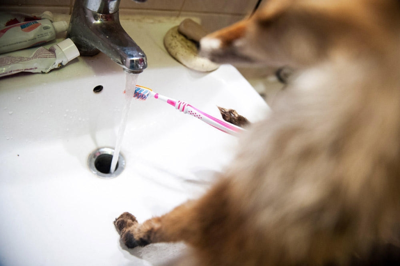 Hola Animal Defenders - Zorro Hola Animal Defenders - Zorro