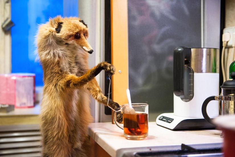 Hola Animal Defenders - Zorro Hola Animal Defenders - Zorro