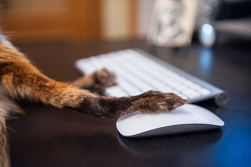 Hola Animal Defenders - Zorro Hola Animal Defenders - Zorro